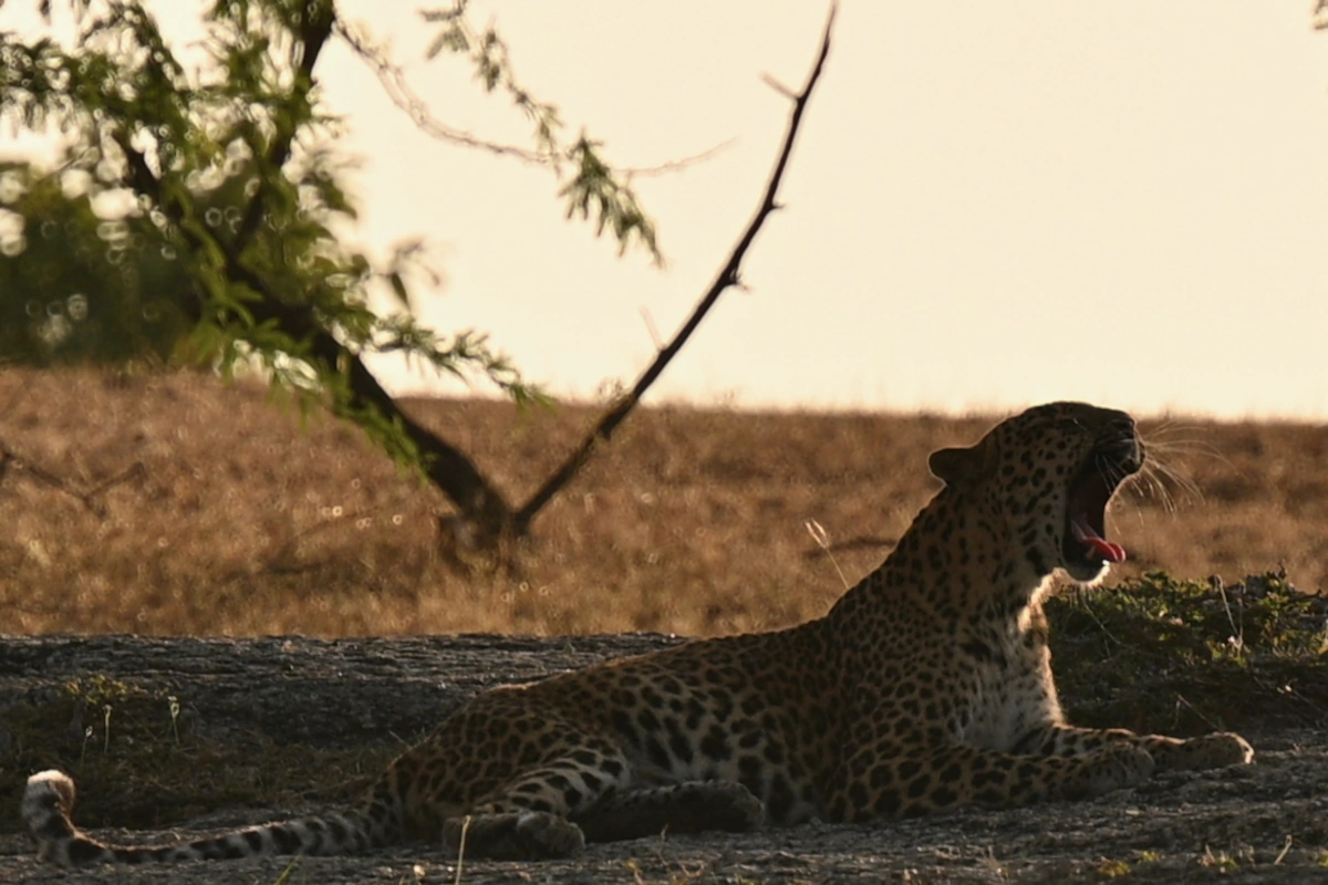Léopard aperçu au petit matin à Jawai pendant un safari, moment unique d’un circuit de luxe au Rajasthan.