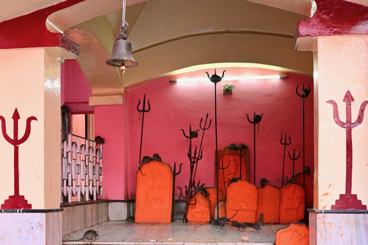 Unieke rattentempel in Bikaner, een fascinerend bezoek tijdens een reis naar Rajasthan tijdens de Pushkar Camel Fair