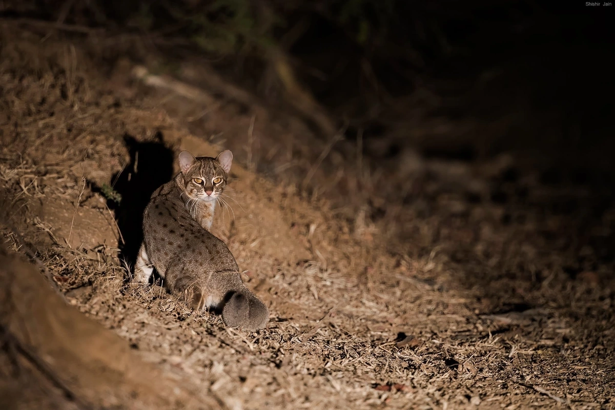 Luxe safari in de natuurreservaten van Rajasthan en Gujarat tijdens een natuur- en ecotoeristische reis in India.