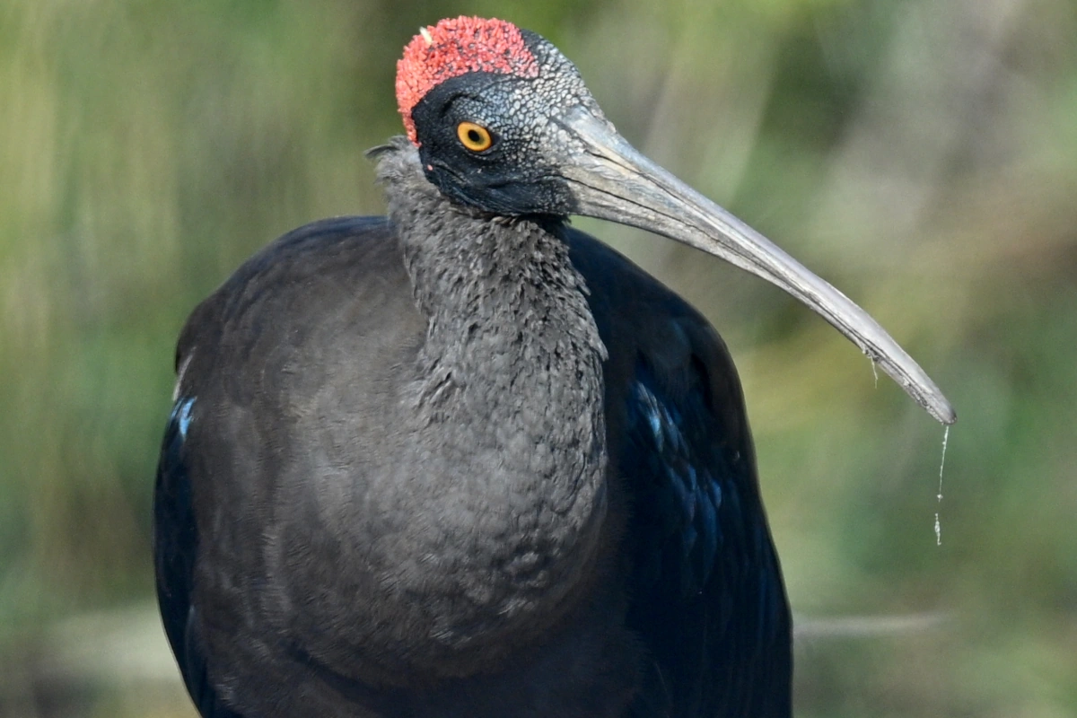 Vogels spotten in het Khijadiya National Park, Jamnagar, Gujarat, een ideale bestemming voor vogelsafari's en biodiversiteit in India.