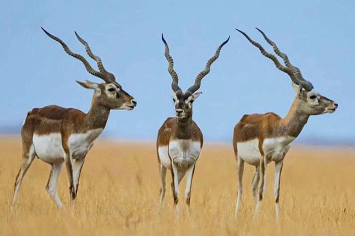 Zwarte antilope in Velavadar National Park, Gujarat, India, waargenomen tijdens een natuursafari.