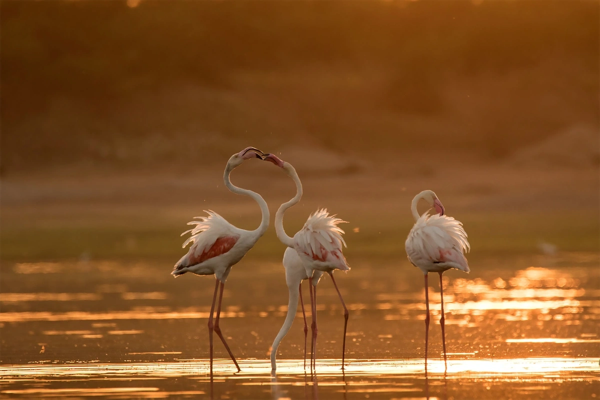 Nature et faune d'Inde: Gujarat