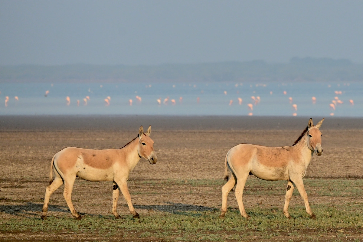 Âne sauvage dans la région saline du Little Rann of Kutch, entouré d’une grande variété d’oiseaux.