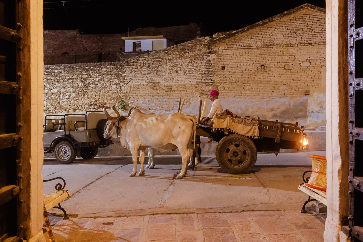 Een traditionele karrentocht bij zonsondergang in Narlai tot aan een diner bij kaarslicht: een hoogtepunt van een authentieke reis naar Rajasthan.