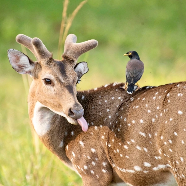 Safari Madhya Pradesh Wildlife Cultuur