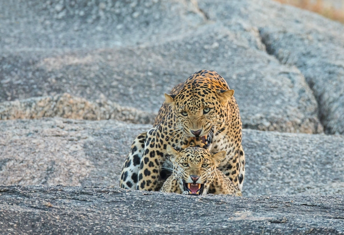 Rajasthan paardrijvakantie Holi